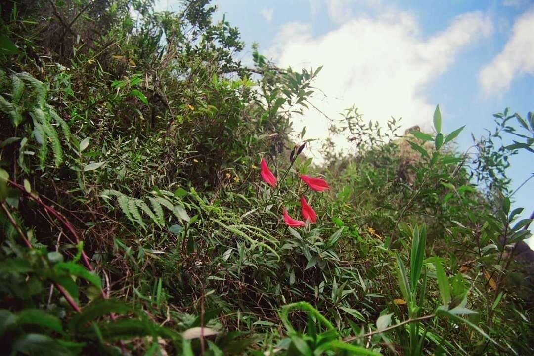 维茨尾萼兰的图像