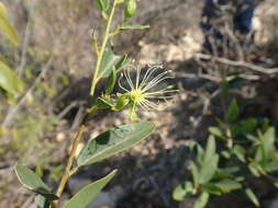 Image de Maerua humbertii Hadj-Moust.