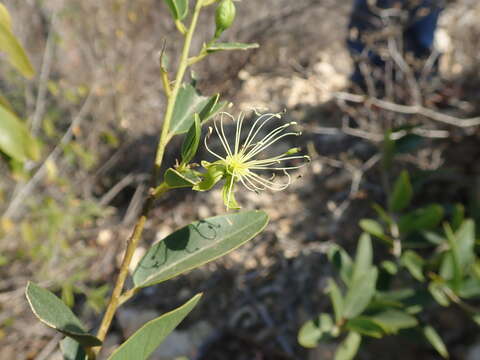 Image of Maerua humbertii Hadj-Moust.