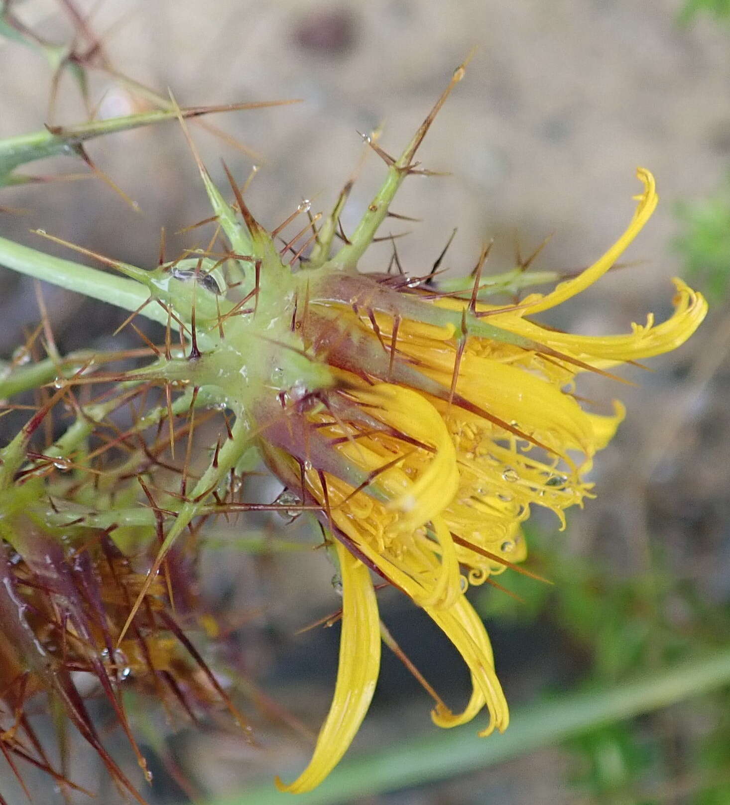 Image of Berkheya cruciata subsp. cruciata