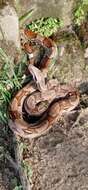 Image of Columbian Red Tail Boa