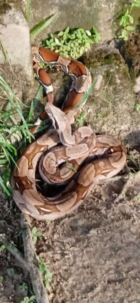 Boa constrictor constrictor Linnaeus 1758 resmi