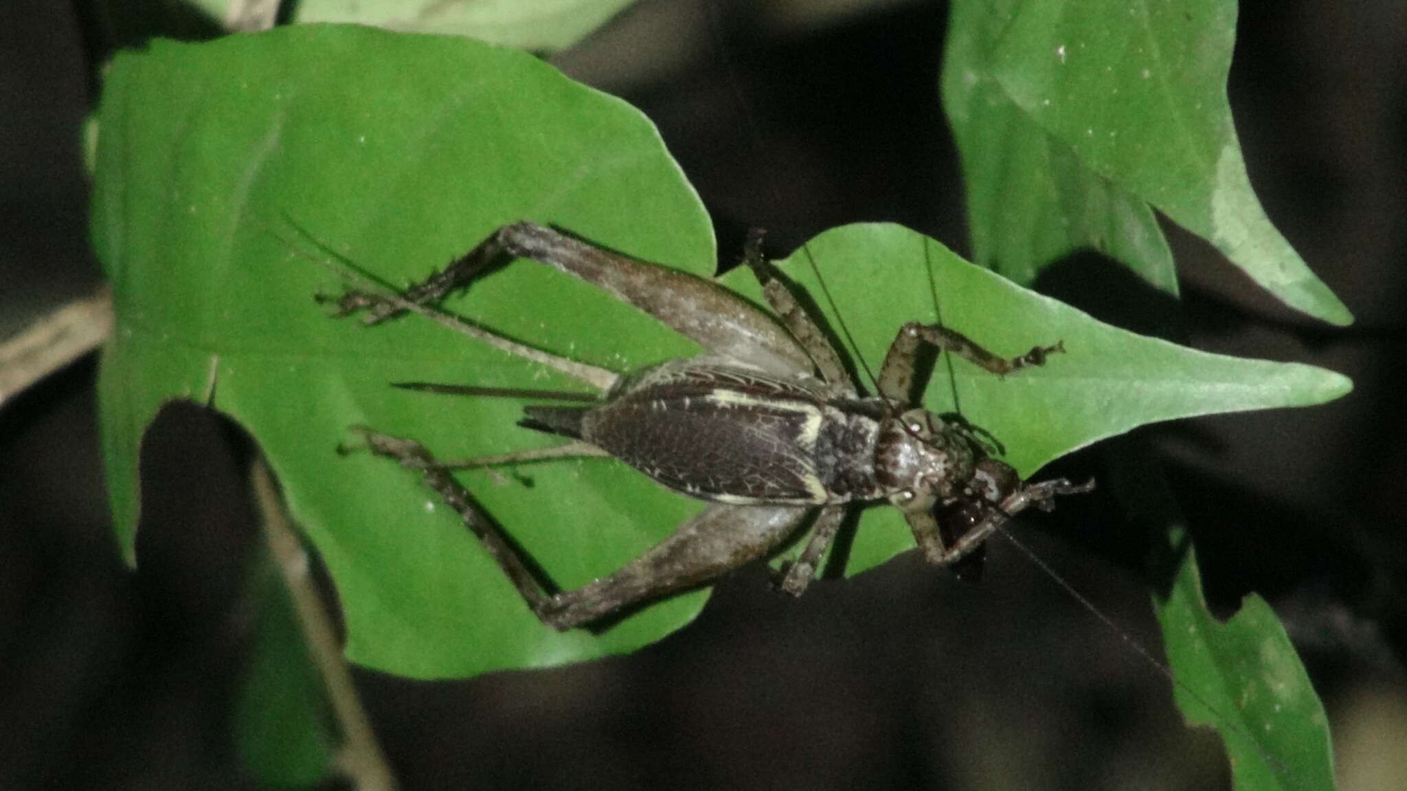 Image of Cardiodactylus palawan Gorochov 2014