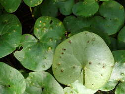 Image of Puccinia asarina Kunze 1817