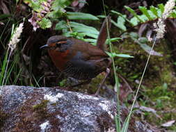 Image of Scelorchilus rubecula rubecula (Kittlitz 1830)