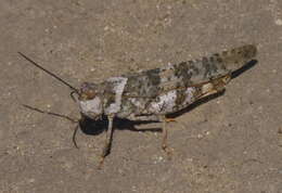 Image of Say's Grasshopper