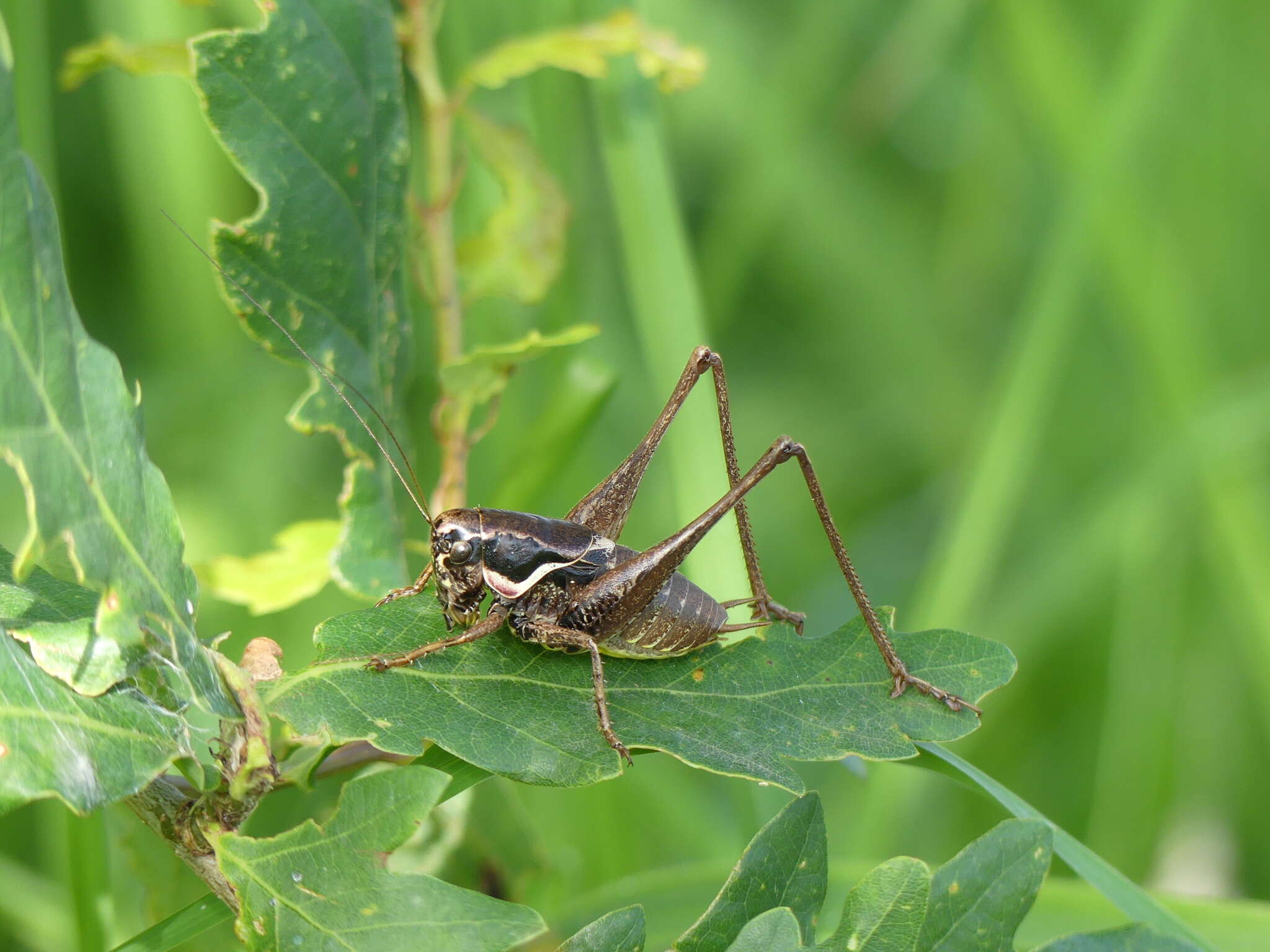 Sivun Pholidoptera femorata (Fieber 1853) kuva