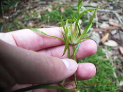 Juncus repens Michx.的圖片