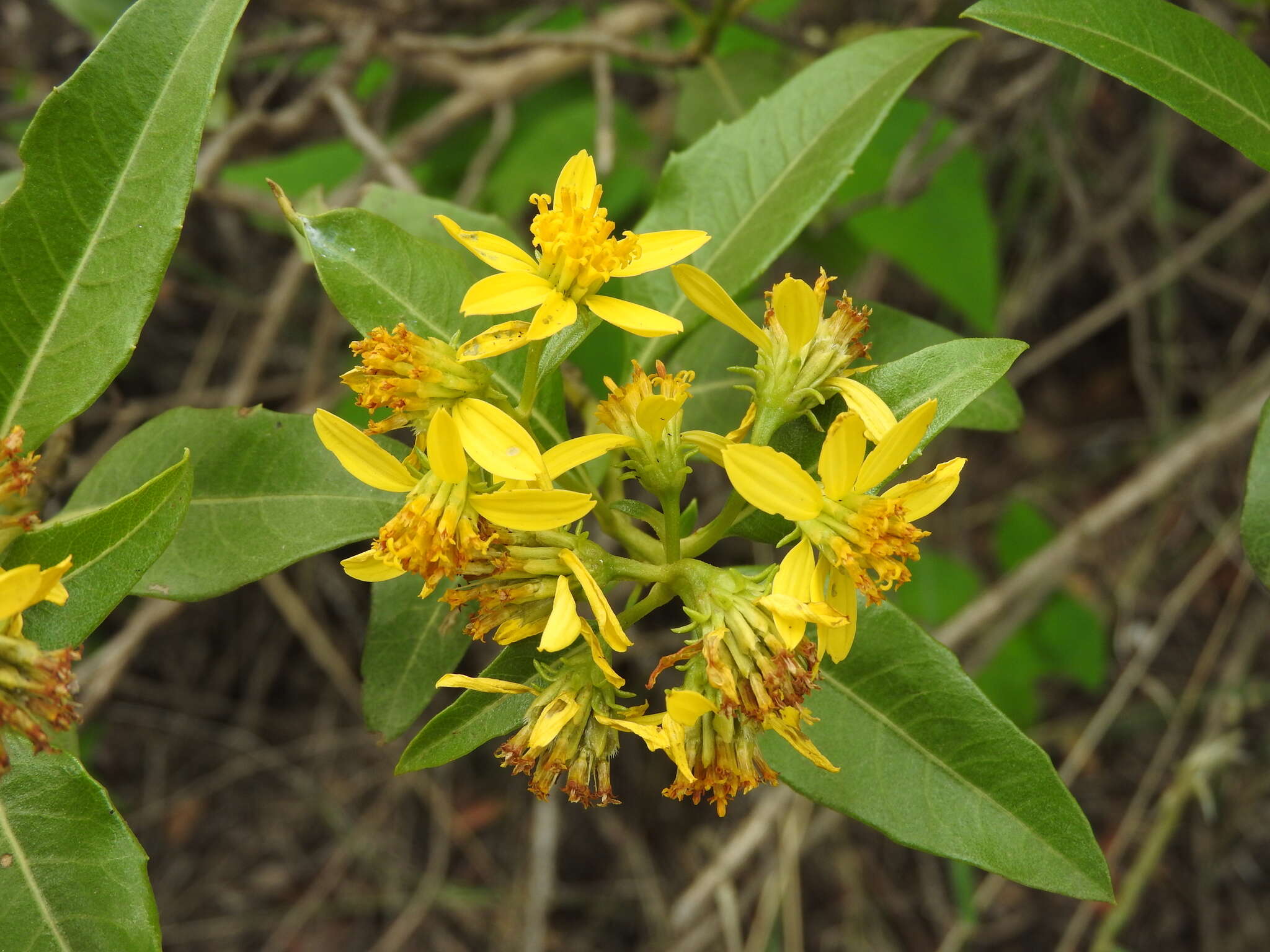 صورة Flourensia thurifera (Molina) DC.