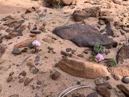 Слика од Ranunculus andersonii A. Gray