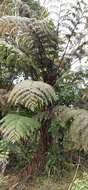 Image of Spiny tree fern