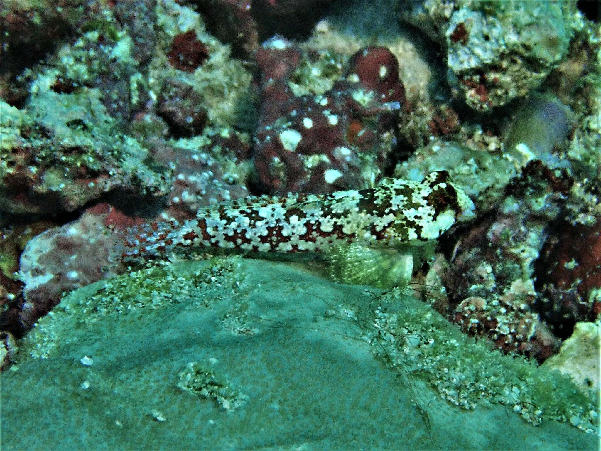 Image of Moyer&#39;s dragonet