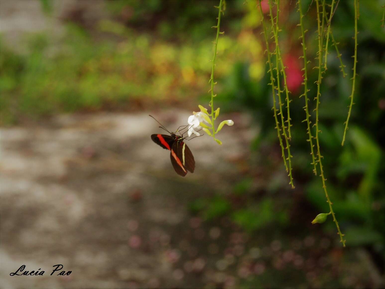 Image of Crimson Patched Longwing