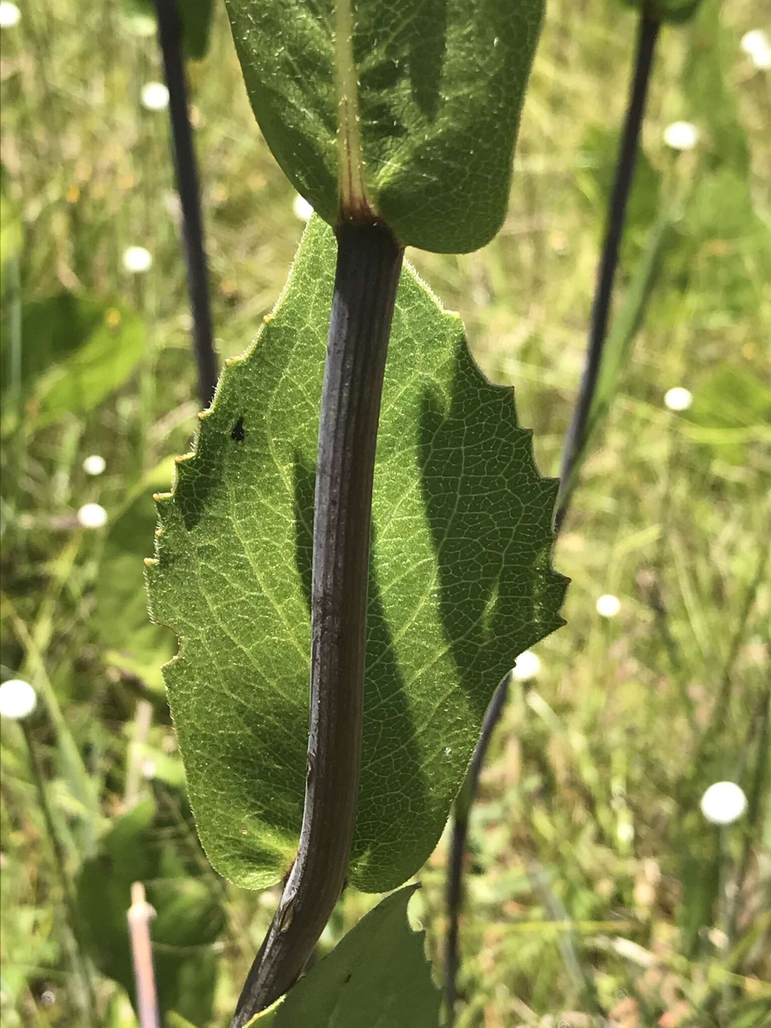 Image of roughleaf coneflower