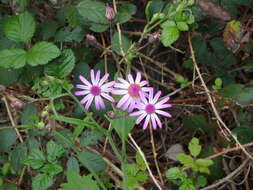 Imagem de Pericallis lanata (L'Hér.) B. Nord.