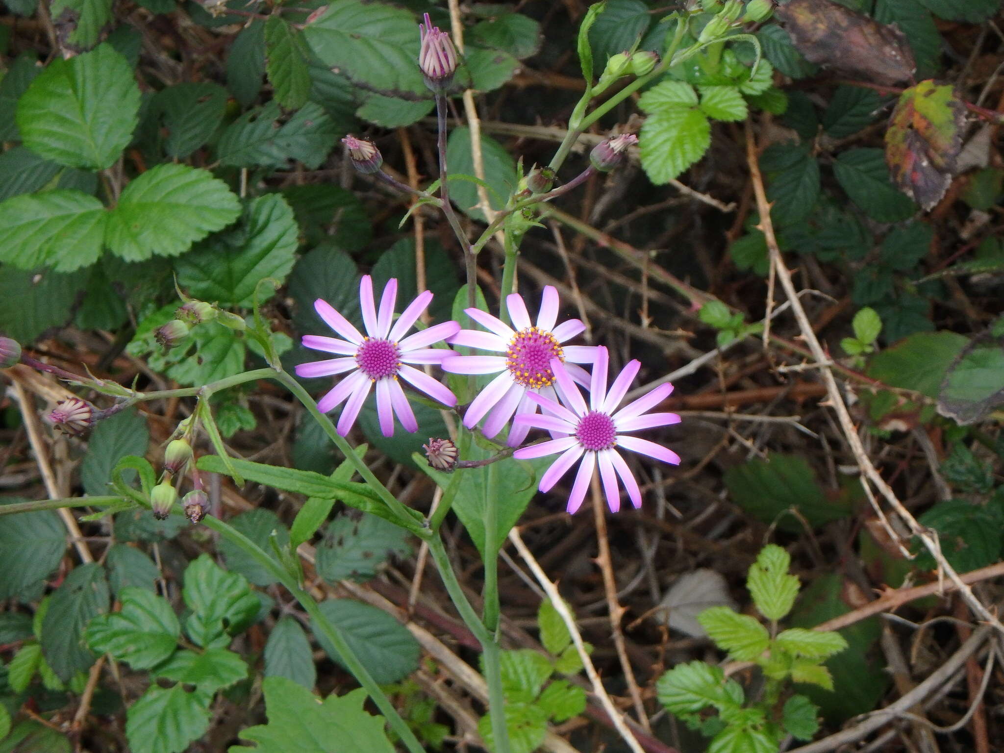 Image of Pericallis lanata (L'Hér.) B. Nord.