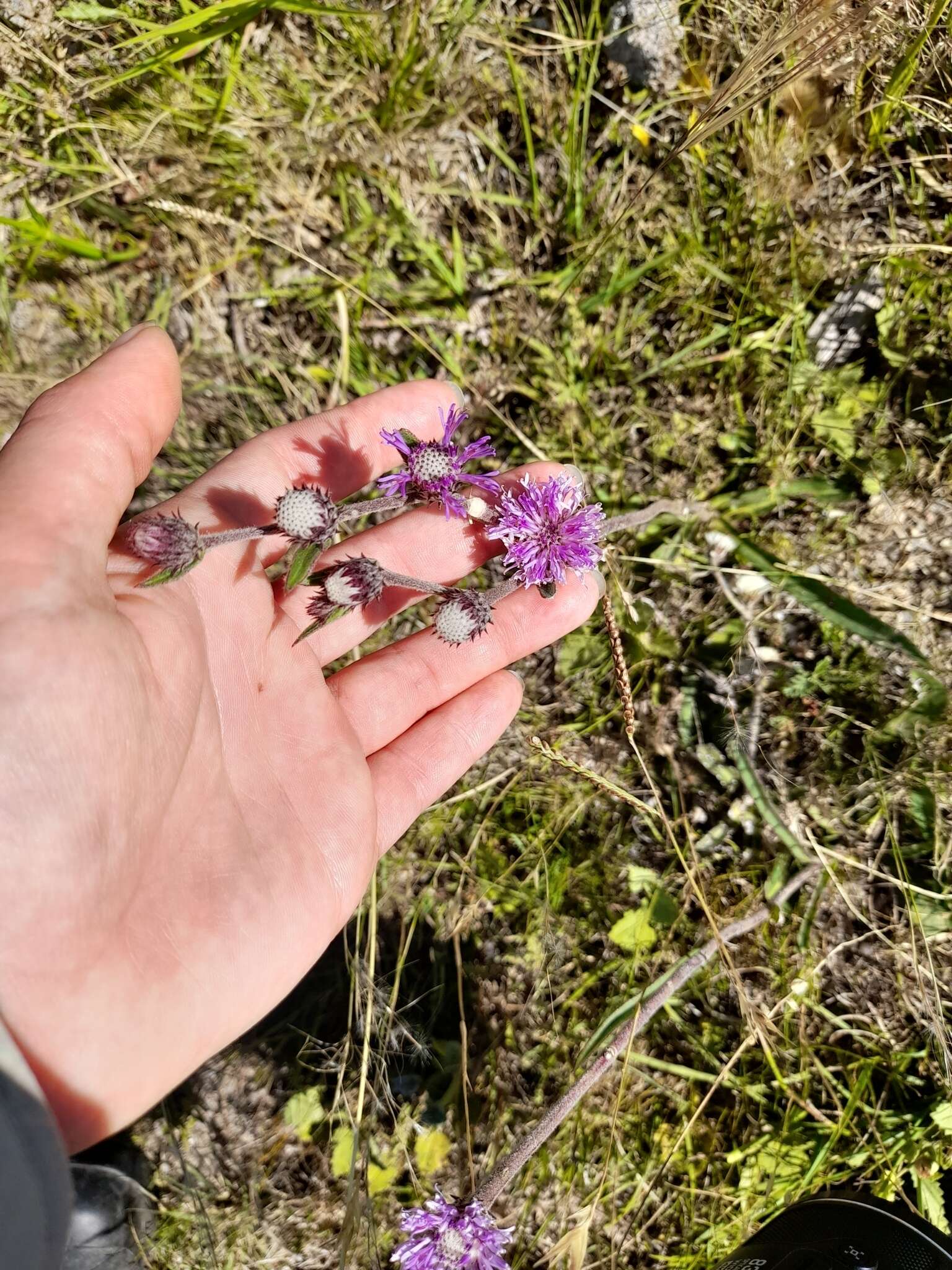 Слика од Chrysolaena flexuosa (Sims) H. Rob.