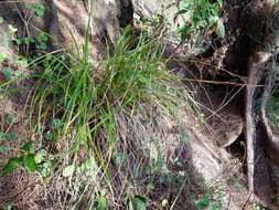 Imagem de Carex wahuensis C. A. Mey.