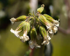 Image of Viviania crenata (Hook.) G. Don