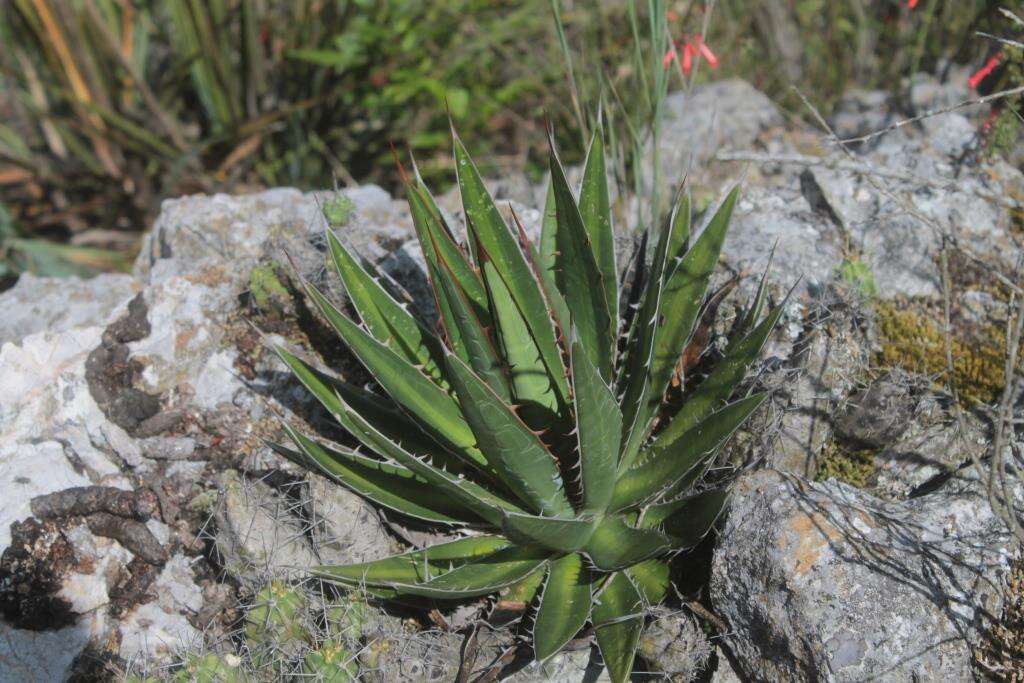 Слика од Agave obscura Schiede ex Schltdl.