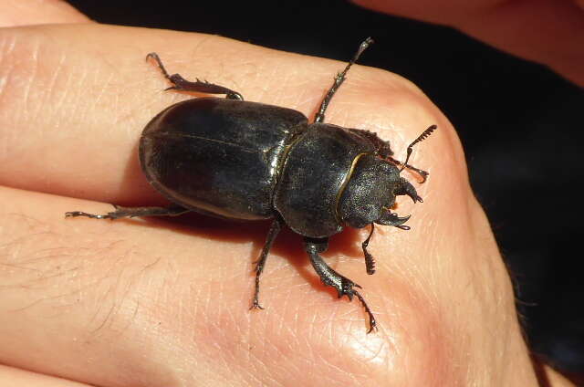 Image de Lucanus (Pseudolucanus) barbarossa Fabricius 1801