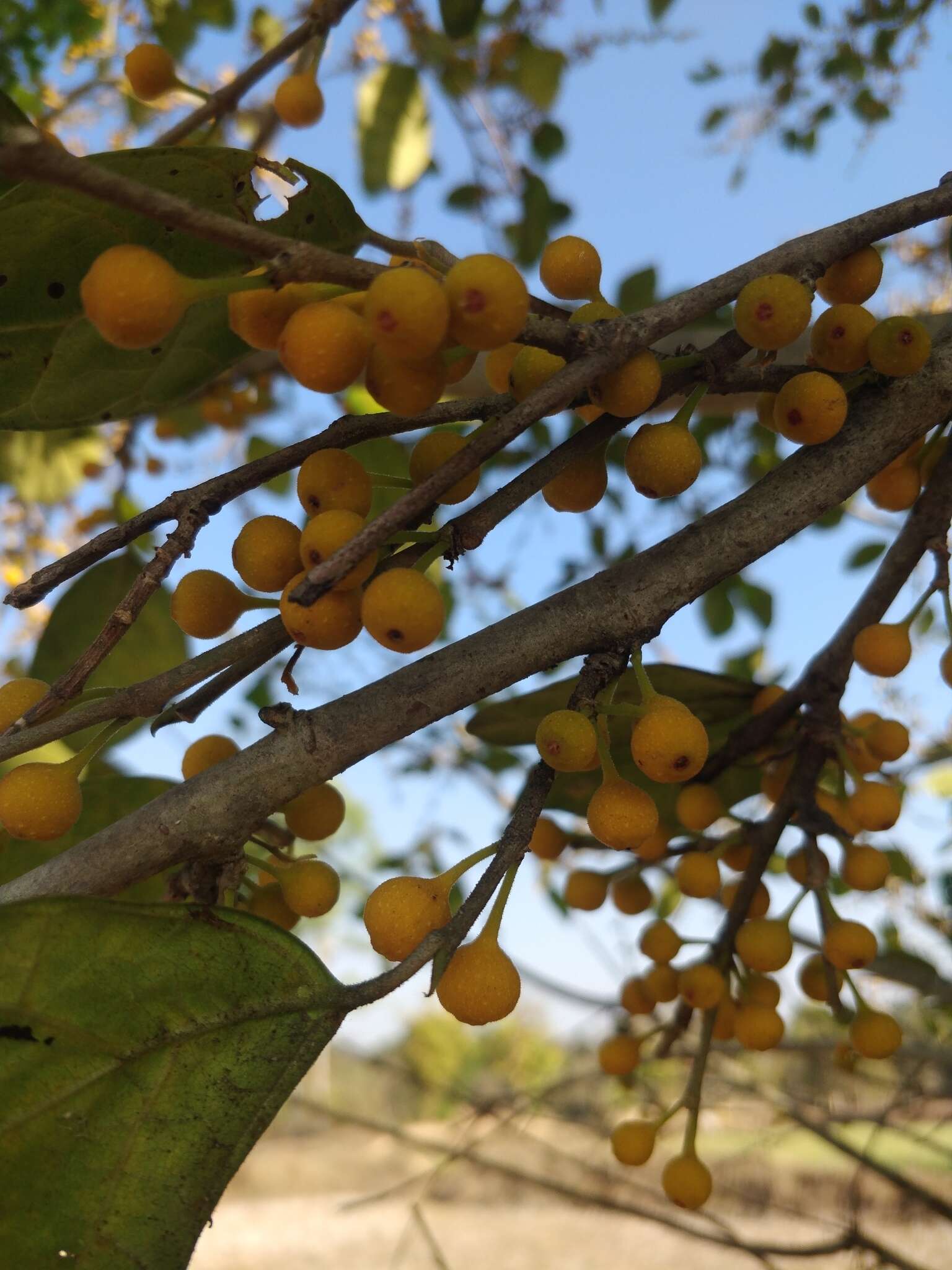 Ficus tinctoria subsp. gibbosa (Bl.) Corner resmi