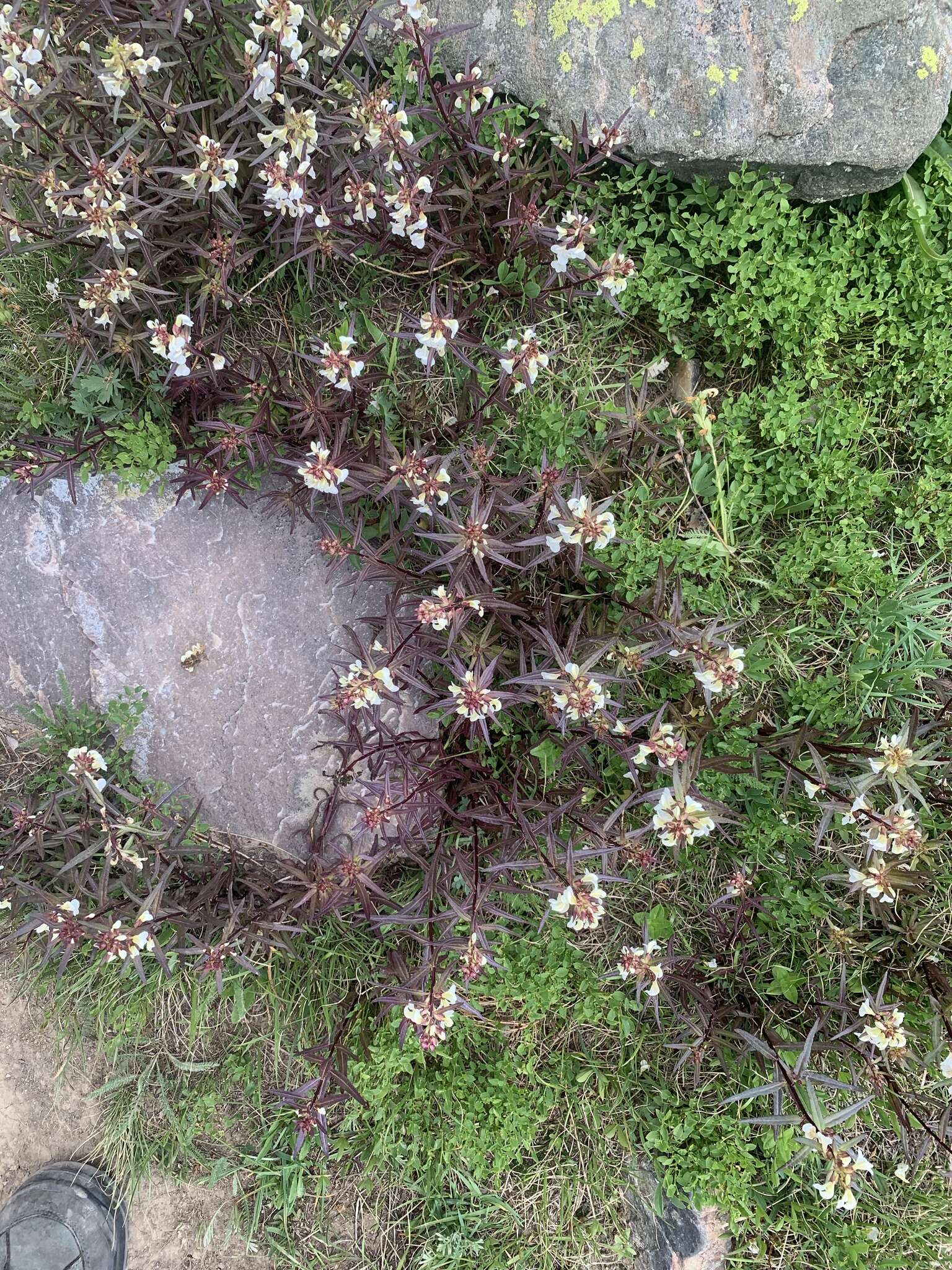 Imagem de Pedicularis racemosa subsp. alba Pennell