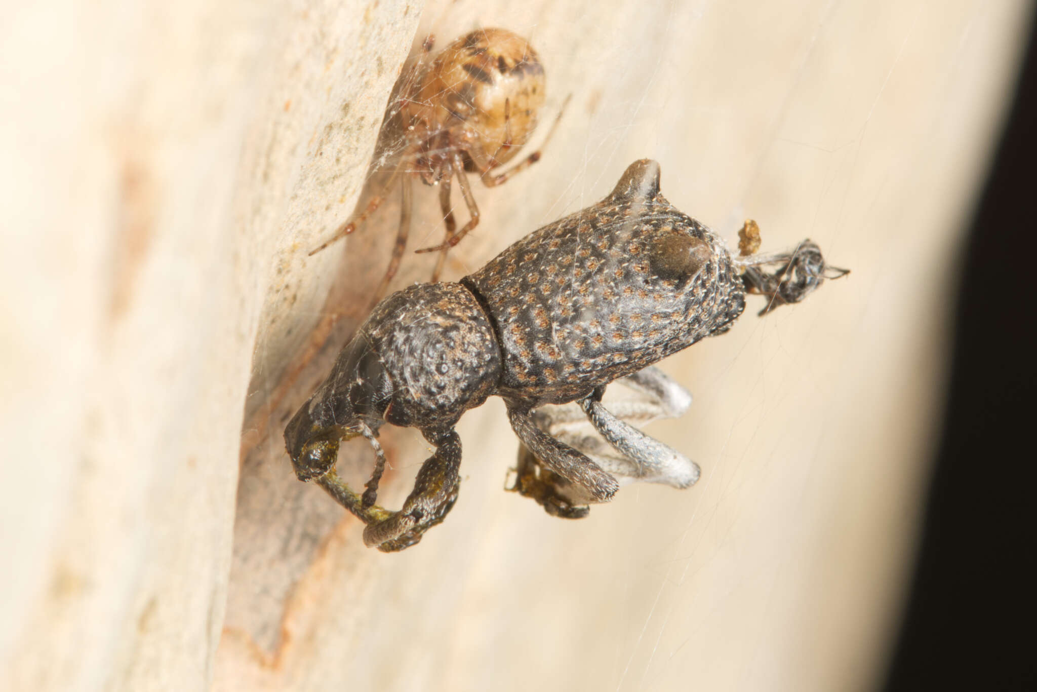 Image of Zymaus binodosus Pascoe 1870