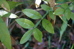 Image of wingleaf soapberry