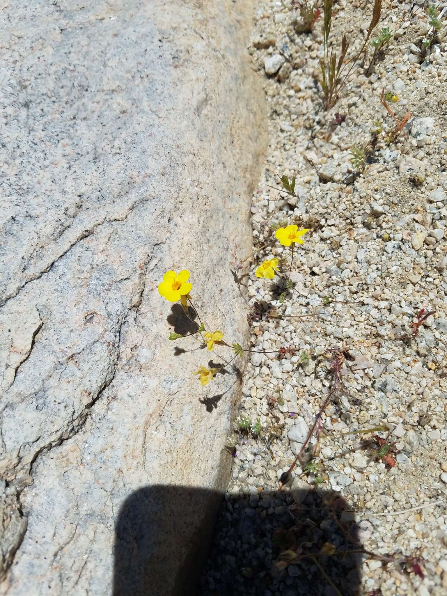 Image of golden linanthus