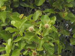 Image of Mitragyna parvifolia (Roxb.) Korth.