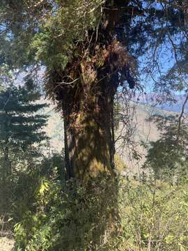 Image of Himalayan Hemlock