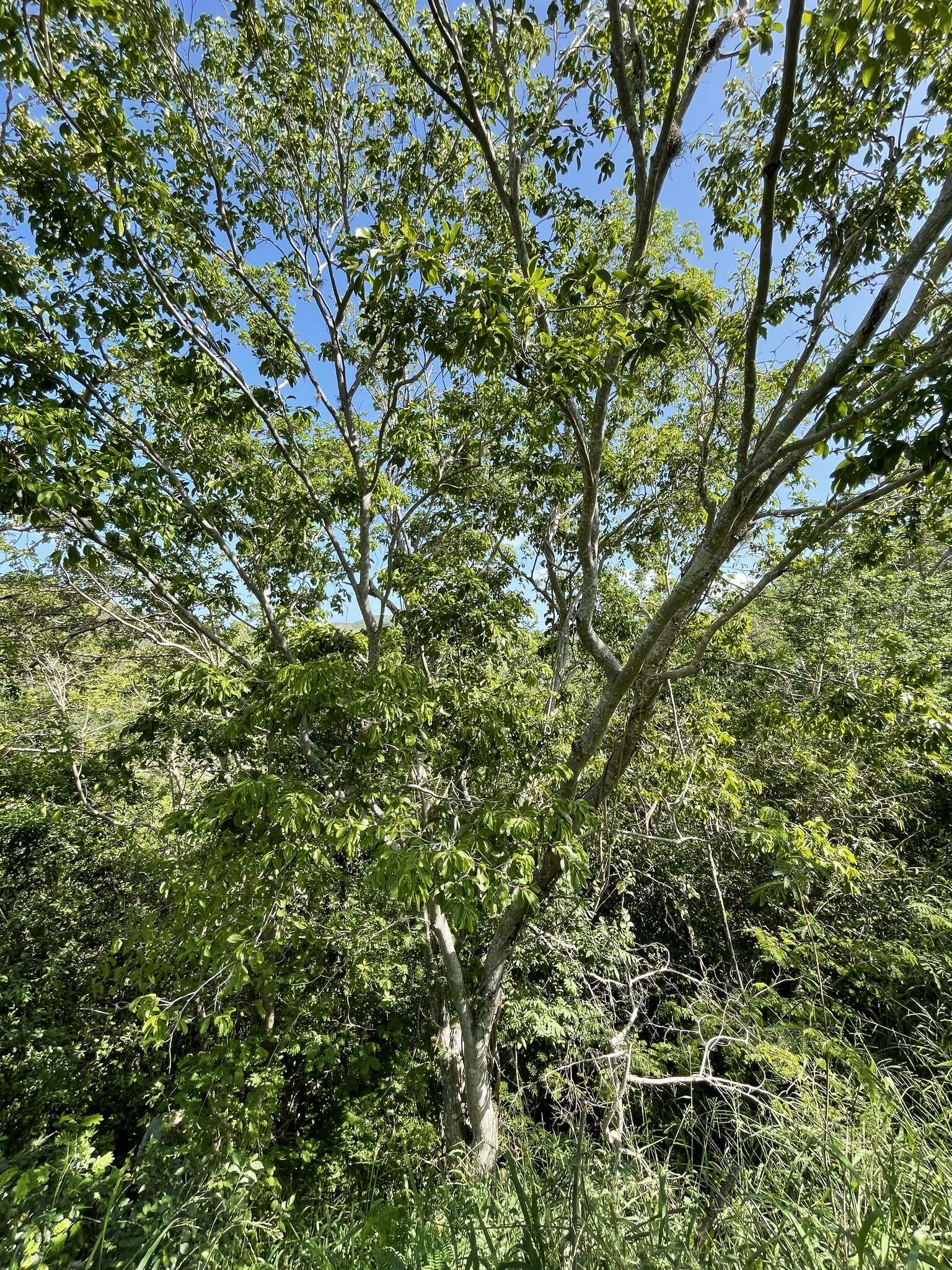 Image of violet tree