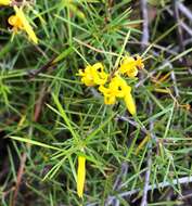 Imagem de Persoonia juniperina Labill.