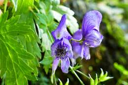 Слика од Aconitum nasutum Rchb.