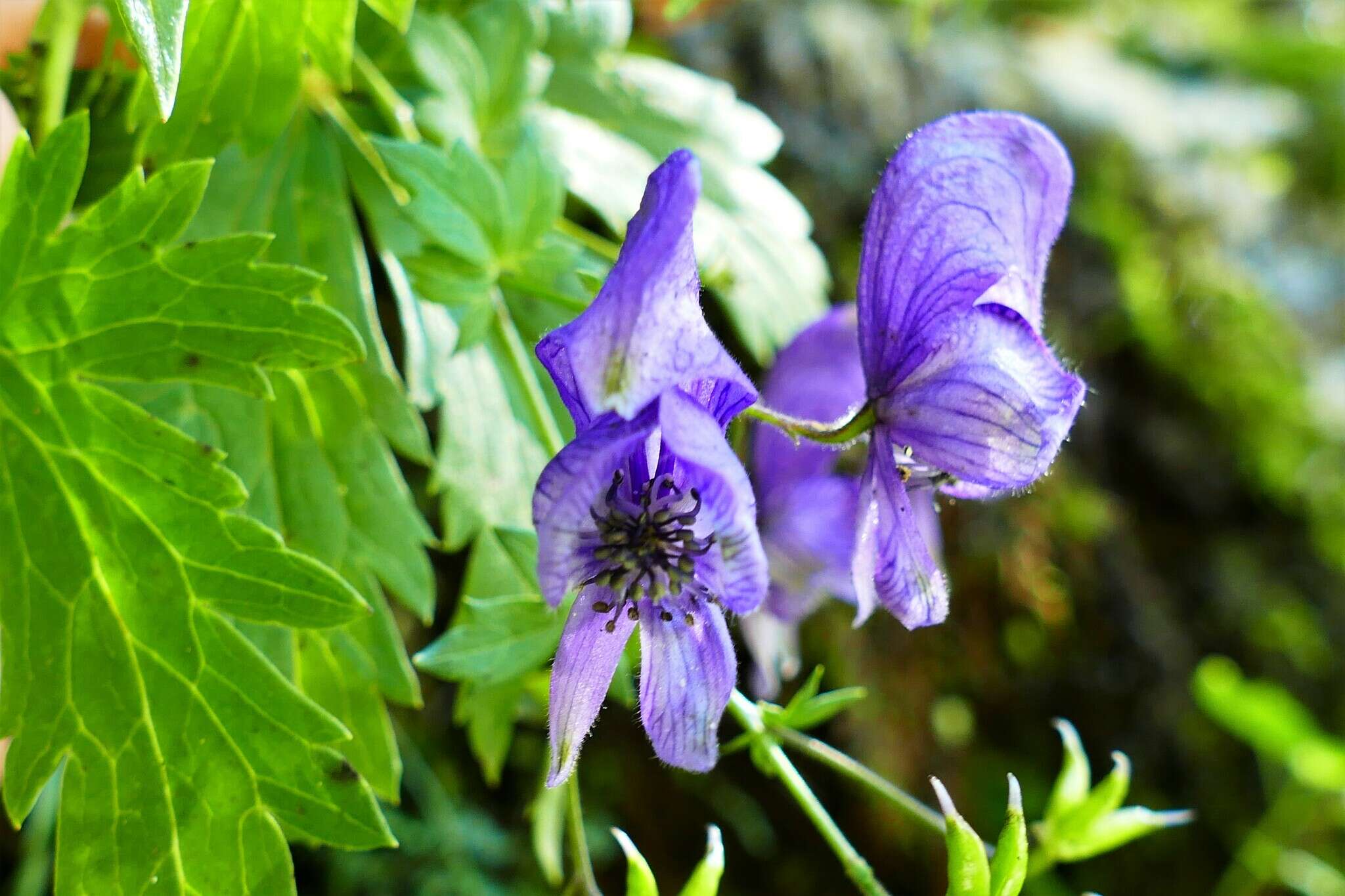 Aconitum nasutum Rchb.的圖片