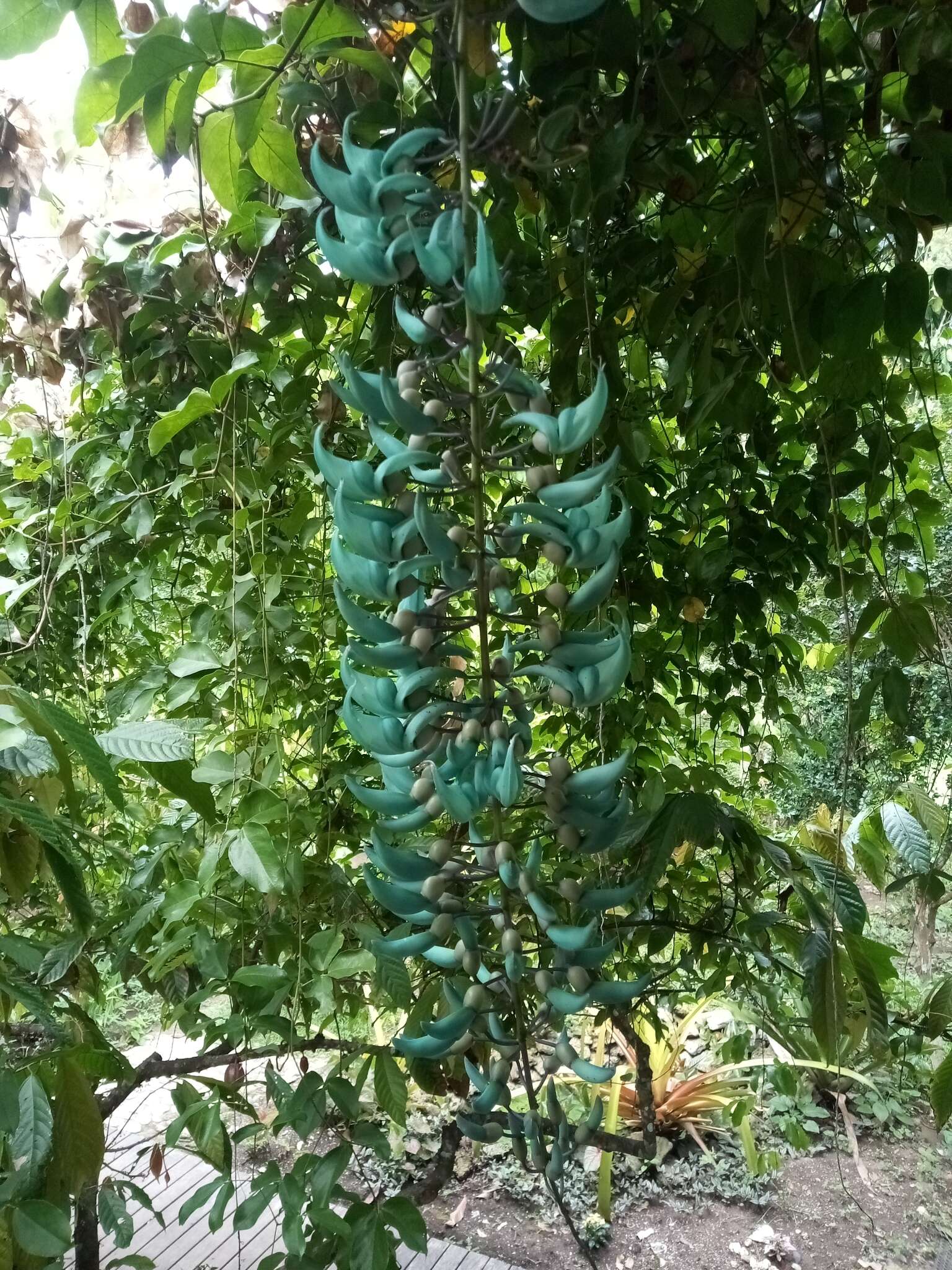 Image of Jade Vine