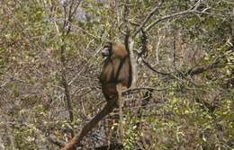 Image of Guinea Baboon