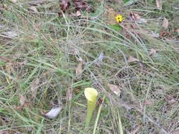 Image of coastal false asphodel