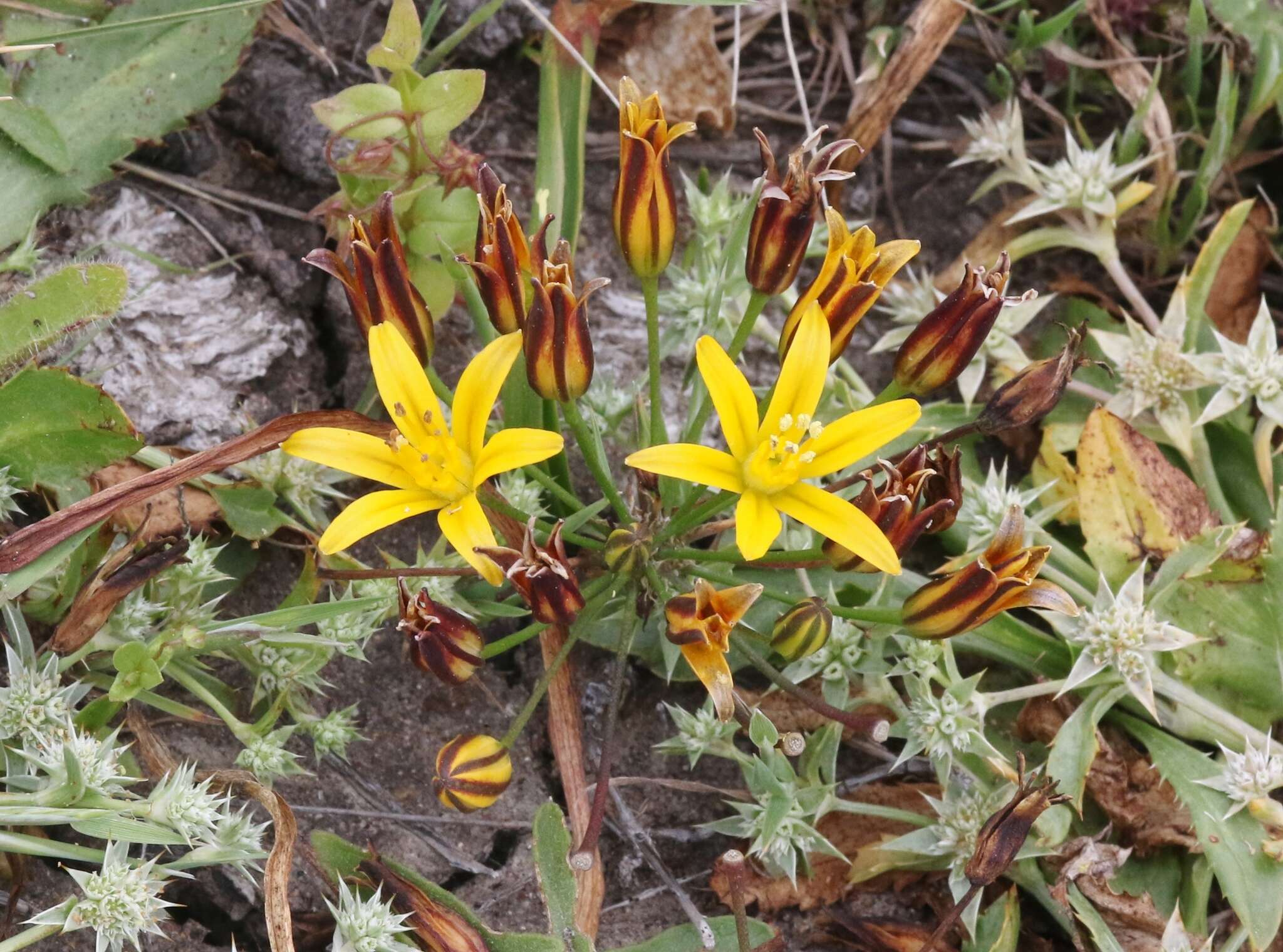 Image of dwarf goldenstar