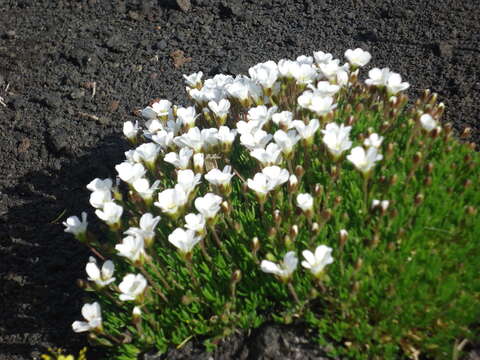 Imagem de Pseudocherleria macrocarpa (Pursh) Dillenb. & Kadereit