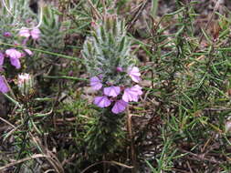 Image of Muraltia thunbergii Eckl. & Zeyh.