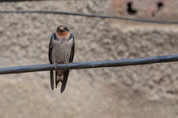 Image of Angola Swallow