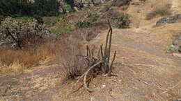 Corryocactus erectus (Backeb.) F. Ritter resmi