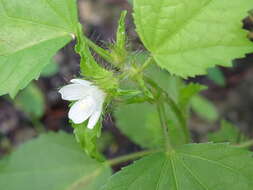 Image of Roadside Leafbract