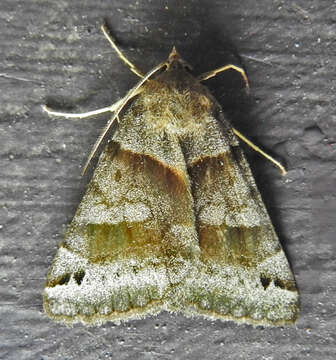 Image of Clover Looper, Range Grass-moth