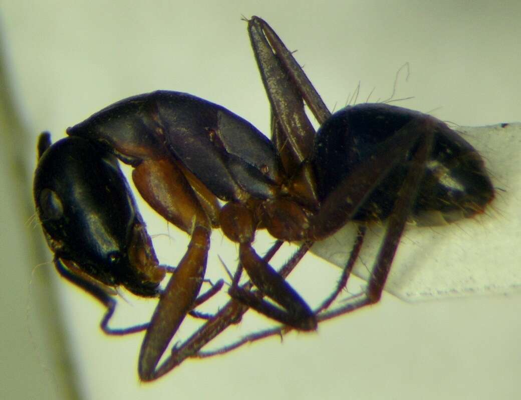 صورة Camponotus sanctus Forel 1904