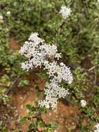 Image of Pine Hill buckbrush