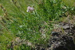 Sivun Oxytropis sordida kuva