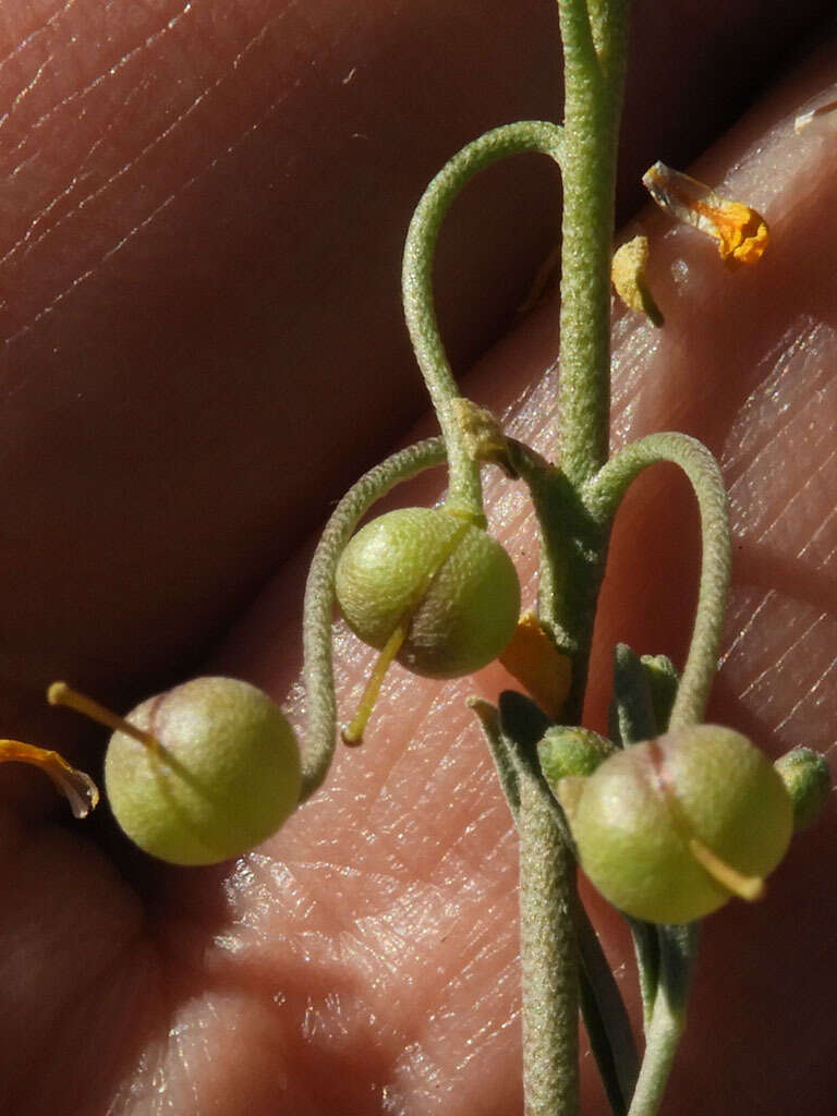 Image of Moapa bladderpod